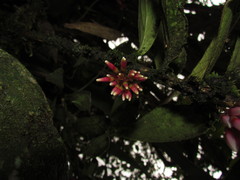 Cavendishia pubescens