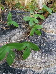 Passiflora viridiflora