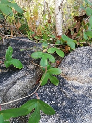 Passiflora viridiflora