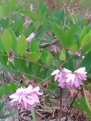 Indigofera decora