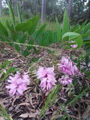 Indigofera decora
