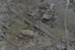 Medopheos edracanthus