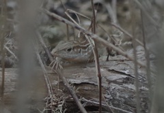 Medopheos edracanthus