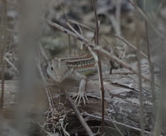 Medopheos edracanthus