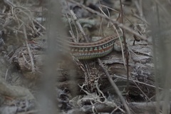 Medopheos edracanthus