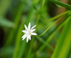 Stellaria flaccida