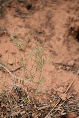 Astragalus ceramicus