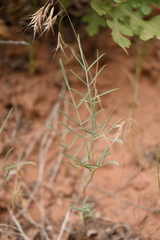 Astragalus ceramicus
