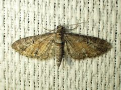 Eupithecia palpata