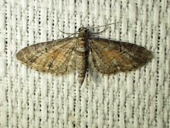 Eupithecia palpata