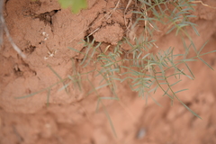 Astragalus ceramicus