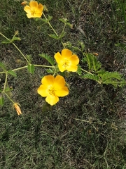 Kallstroemia grandiflora