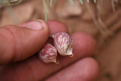 Astragalus ceramicus