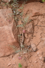 Astragalus ceramicus