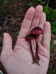 Cortinarius neosanguineus
