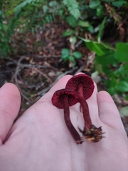 Cortinarius neosanguineus