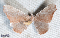 Hedylidae