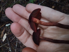 Cortinarius neosanguineus