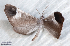 Macrosoma coscoja