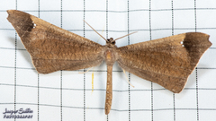 Macrosoma stabilinota