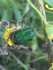 Leucocelis haemorrhoidalis