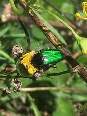 Leucocelis haemorrhoidalis