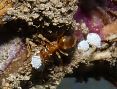 Lasius aphidicola
