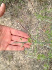 Parkinsonia texana
