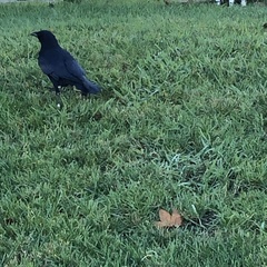 Corvus brachyrhynchos