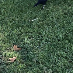 Corvus brachyrhynchos