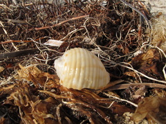Tonna variegata