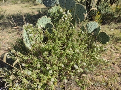 Brickellia veronicifolia