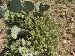 Brickellia veronicifolia