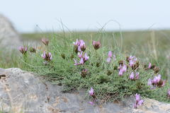 Astragalus pachyrhizus
