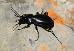 Carabus namanganensis
