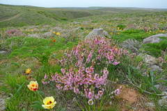 Prunus prostrata concolor