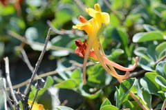 Corydalis sewerzowii