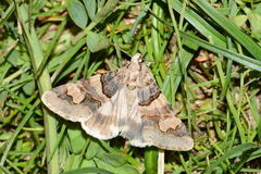 Drasteria sesquilina