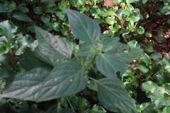 Dicliptera chinensis