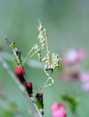 Empusa pennicornis