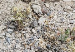 Chaenactis macrantha