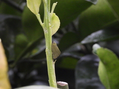 Ricania sublimata