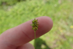 Carex muehlenbergii