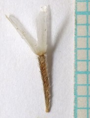 Chaenactis macrantha