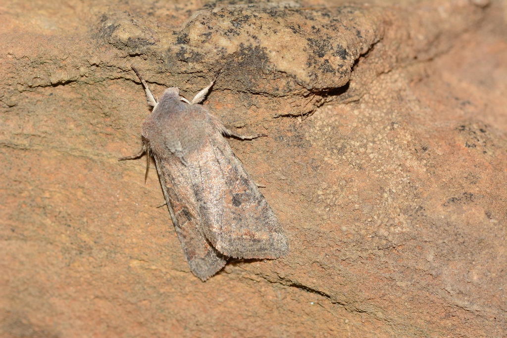 Orthosia picata