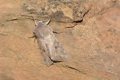 Orthosia picata