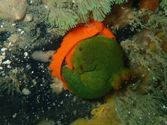 Tambja dracomus