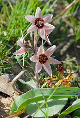 Fritillaria stenanthera