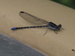 Argia immunda