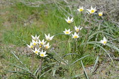 Tulipa bifloriformis